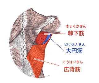 今日のトレーニングメニュー Back Day Fit For Life From 40